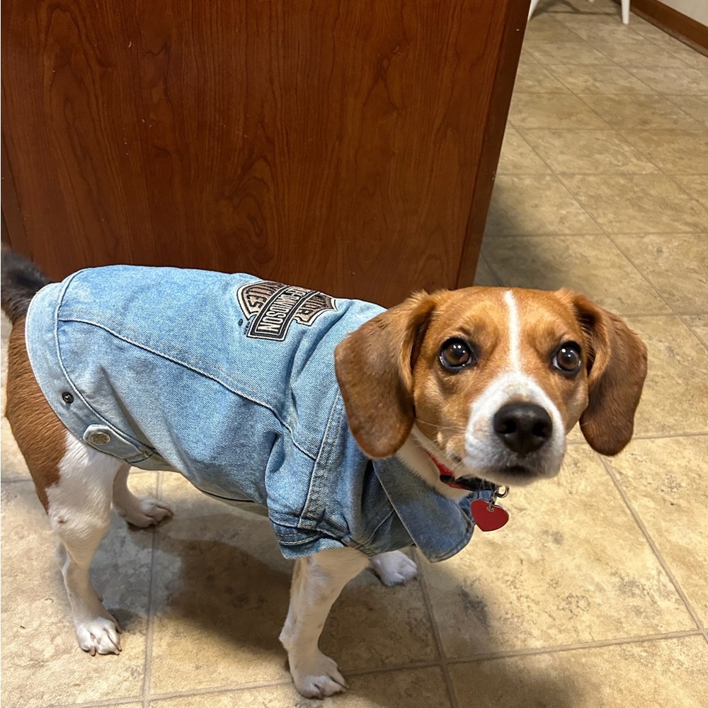 HARLEY DAVIDSON ~ dog denim jacket/vest size Medium** - Picture 1 of 8